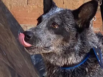 Cachorro raça SRD-ViraLata idade 6 ou mais anos nome Zeus