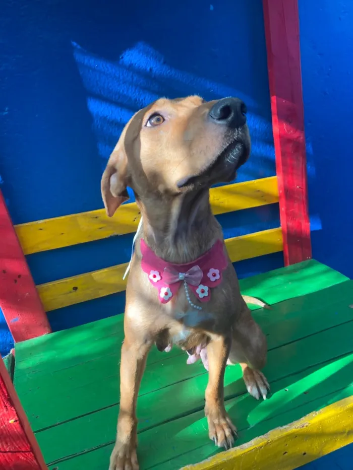 Cachorro raça SRD-ViraLata idade 2 anos nome Olívia 