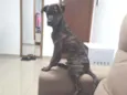 Louie