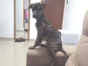 Cachorro raça SRD-ViraLata idade 2 a 6 meses nome Louie