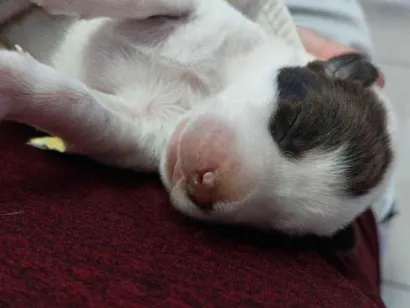 Cachorro raça SRD-ViraLata idade Abaixo de 2 meses nome Ciclope 