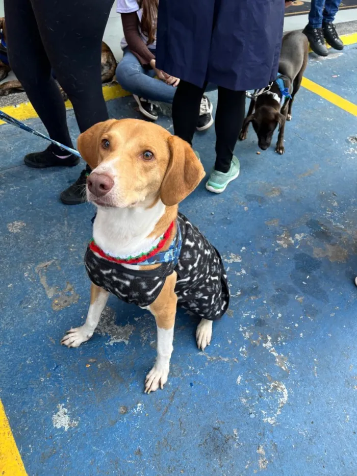 Cachorro raça SRD-ViraLata idade 3 anos nome Joe 