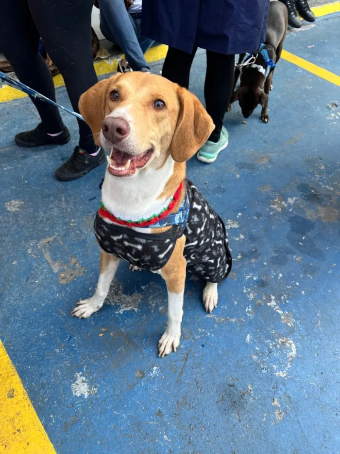 Cachorro raça SRD-ViraLata idade 3 anos nome Joe 