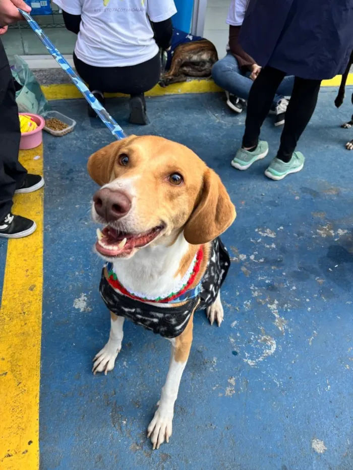 Cachorro raça SRD-ViraLata idade 3 anos nome Joe 