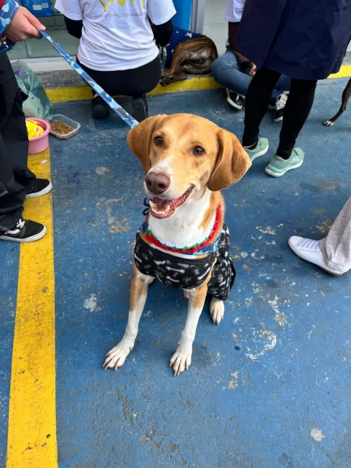 Cachorro raça SRD-ViraLata idade 3 anos nome Joe 