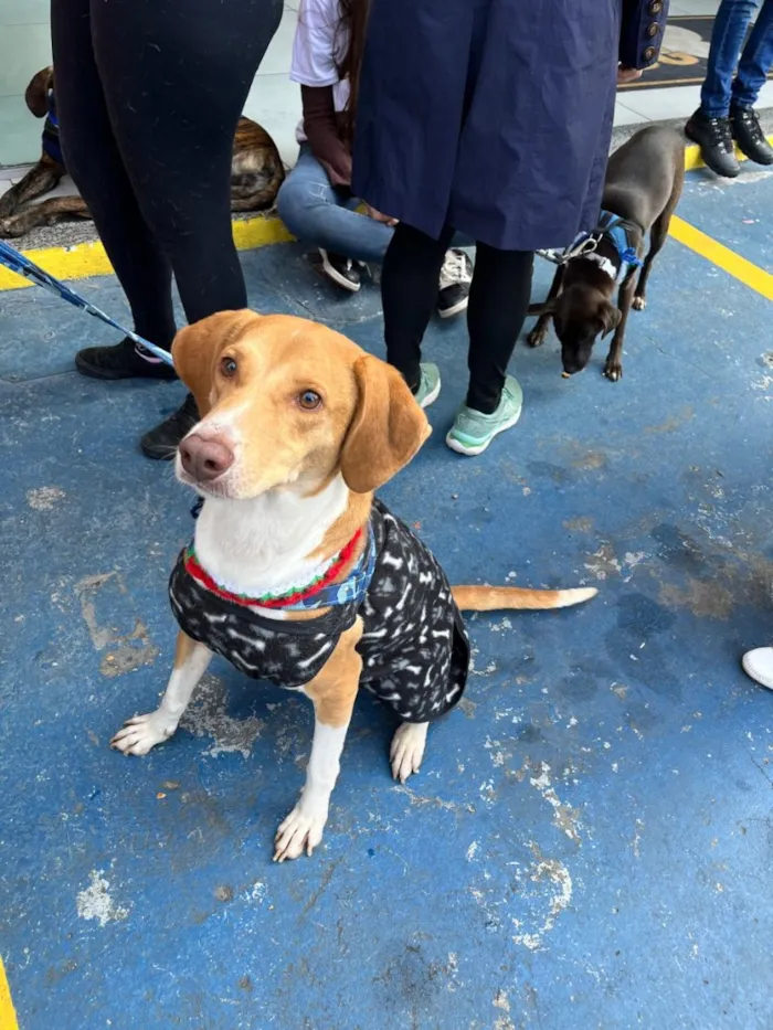 Cachorro raça SRD-ViraLata idade 3 anos nome Joe 