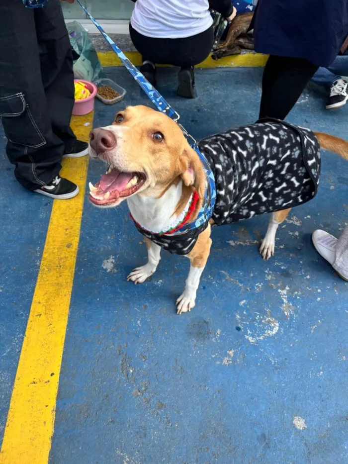 Cachorro raça SRD-ViraLata idade 3 anos nome Joe 