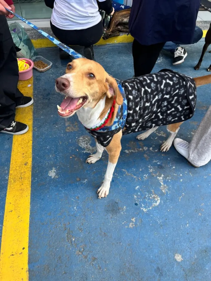 Cachorro raça SRD-ViraLata idade 3 anos nome Joe 