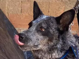 Cachorro raça SRD-ViraLata idade 6 ou mais anos nome Zeus