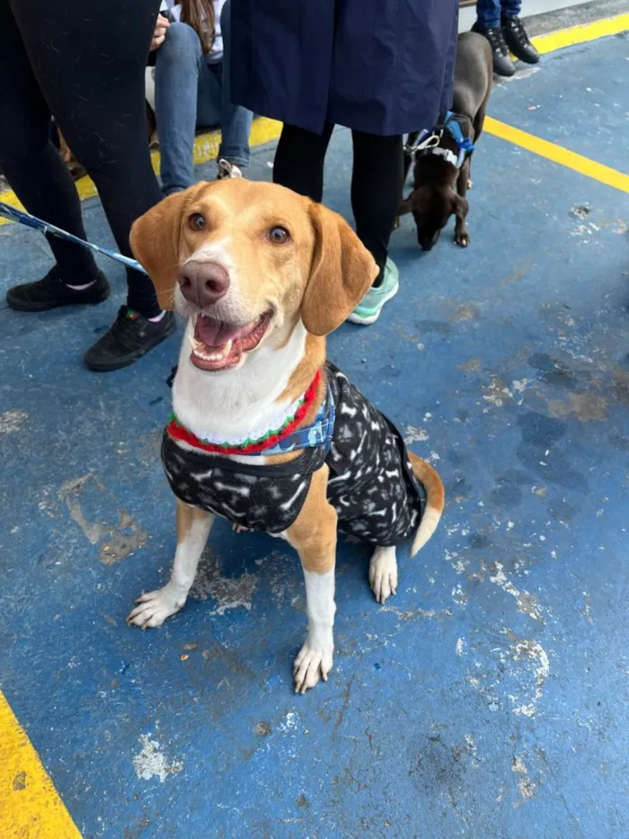 Cachorro raça SRD-ViraLata idade 3 anos nome Joe 