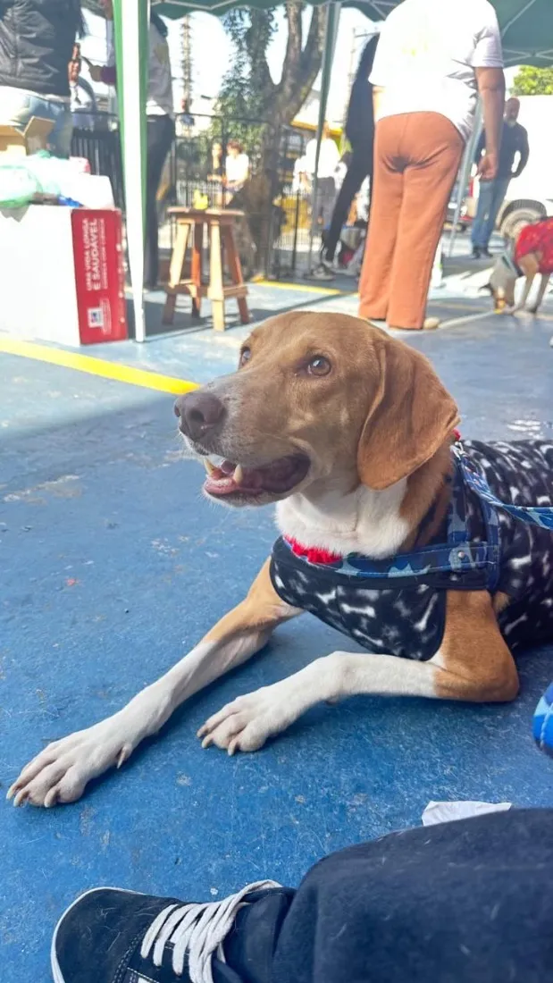Cachorro raça SRD-ViraLata idade 3 anos nome Joe 