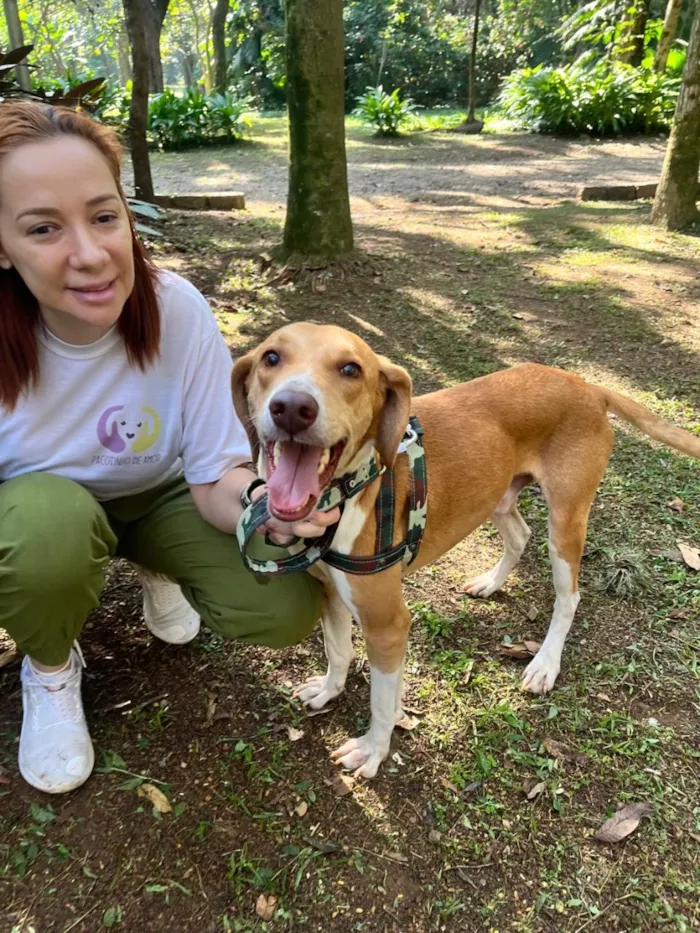 Cachorro raça SRD-ViraLata idade 3 anos nome Joe 
