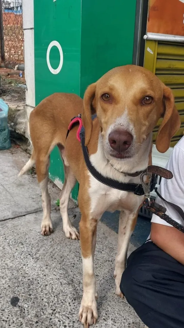 Cachorro raça SRD-ViraLata idade 3 anos nome Joe 