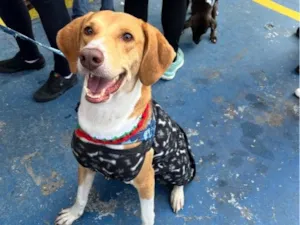 Cachorro raça SRD-ViraLata idade 3 anos nome Joe 