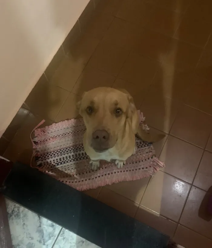 Cachorro raça SRD-ViraLata idade 1 ano nome Théo