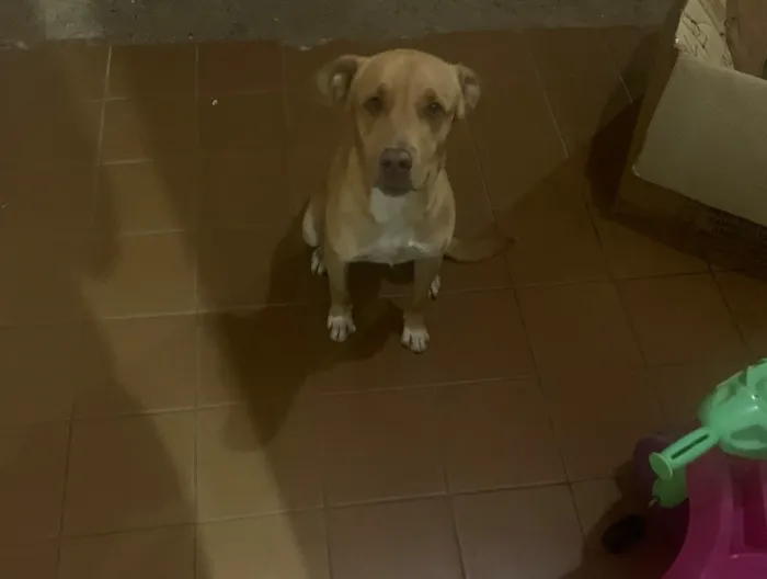 Cachorro raça SRD-ViraLata idade 1 ano nome Théo