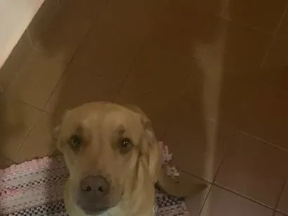 Cachorro raça SRD-ViraLata idade 1 ano nome Théo