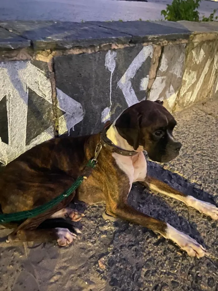 Cachorro raça Boxer idade 4 anos nome Lua