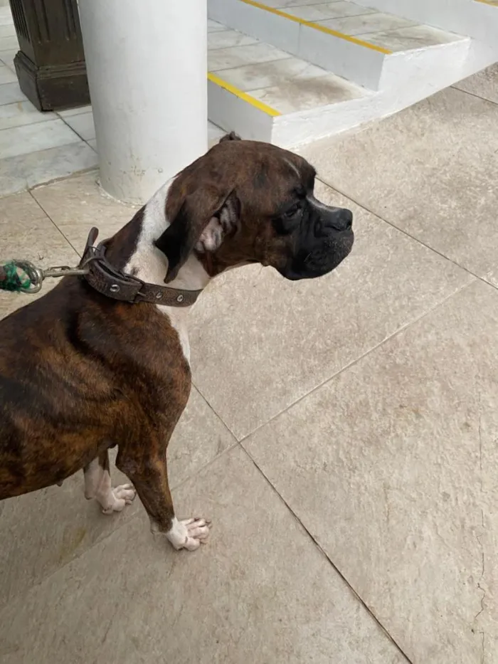 Cachorro raça Boxer idade 4 anos nome Lua