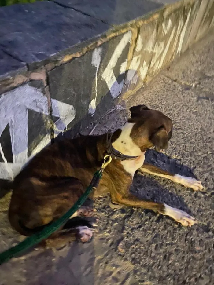 Cachorro raça Boxer idade 4 anos nome Lua