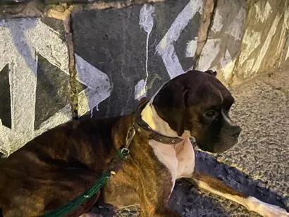 Cachorro raça Boxer idade 4 anos nome Lua