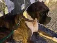 Lua