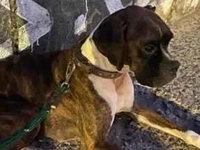Cachorro raça Boxer idade 4 anos nome Lua