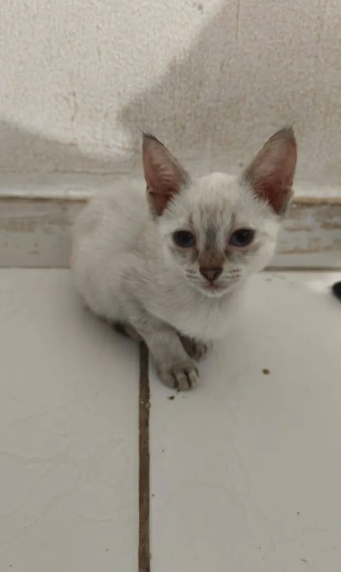 Gato raça SRD-ViraLata idade 2 a 6 meses nome Cristal