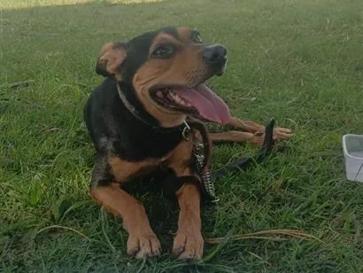 Cachorro raça SRD-ViraLata idade 5 anos nome Max