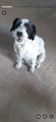 LILICA