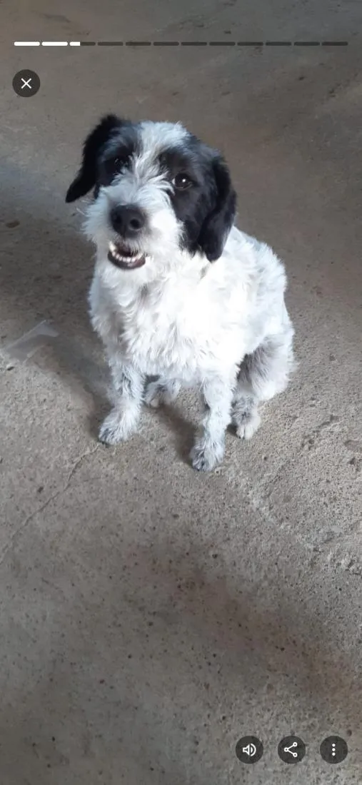 Cachorro raça SRD-ViraLata idade 1 ano nome LILICA