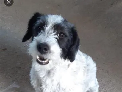 Cachorro raça SRD-ViraLata idade 1 ano nome LILICA