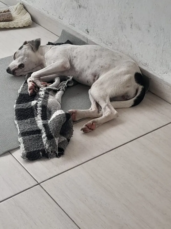 Cachorro raça SRD-ViraLata idade 1 ano nome Nina