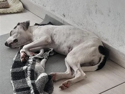 Cachorro raça SRD-ViraLata idade 1 ano nome Nina
