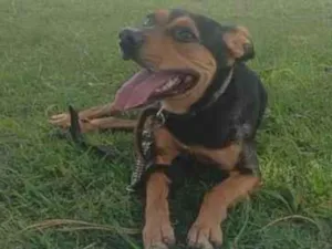 Cachorro raça SRD-ViraLata idade 5 anos nome Max