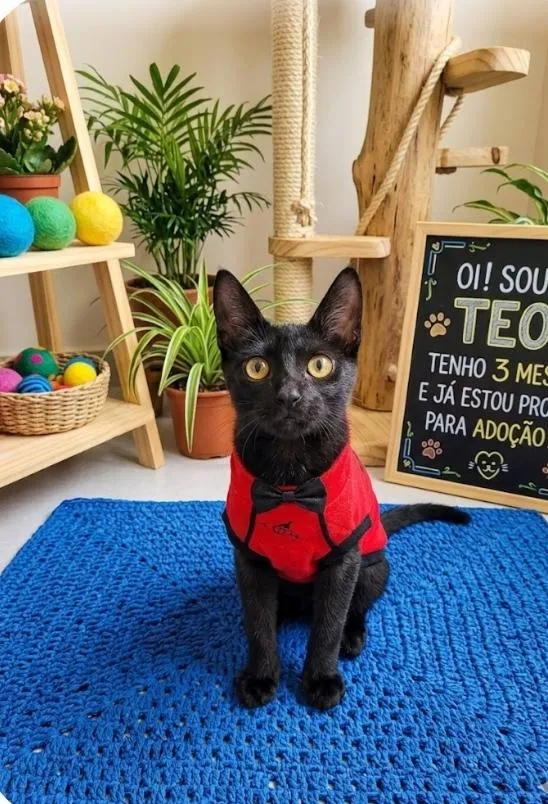 Gato raça SRD-ViraLata idade 2 a 6 meses nome Leon