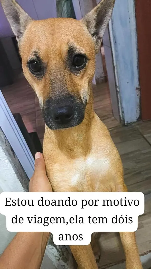 Cachorro raça SRD-ViraLata idade 2 anos nome Alice 