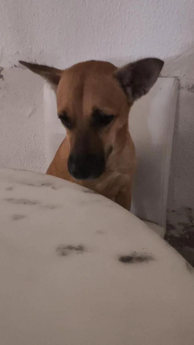 Cachorro raça SRD-ViraLata idade 2 anos nome Alice 