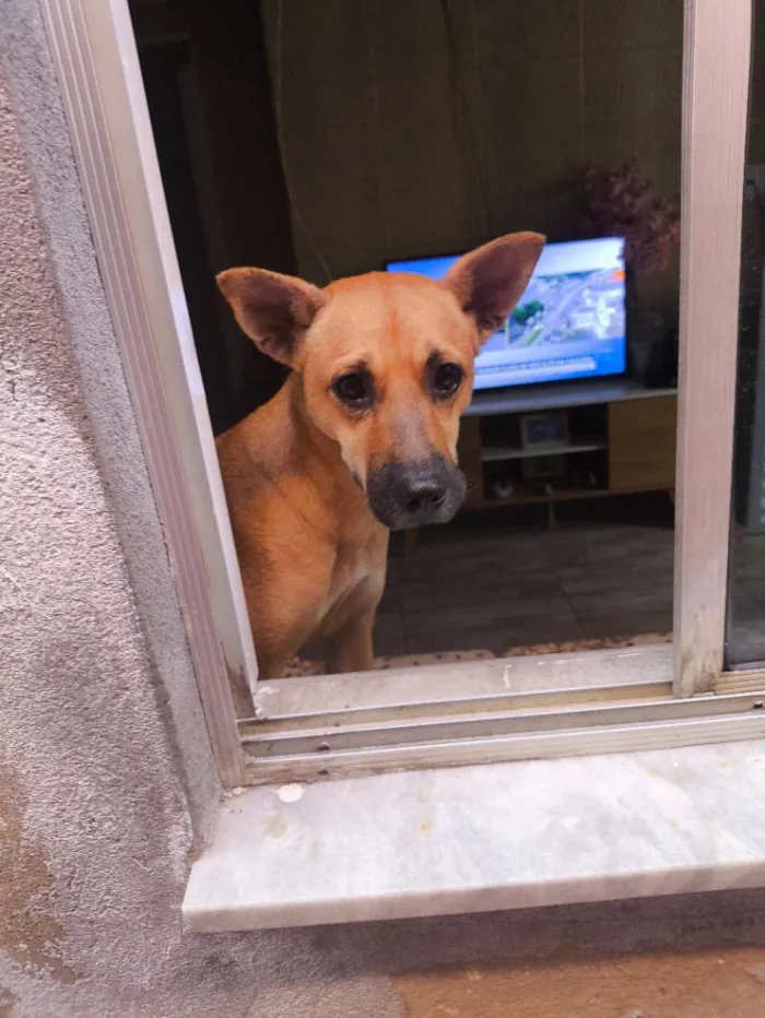 Cachorro raça SRD-ViraLata idade 2 anos nome Alice 