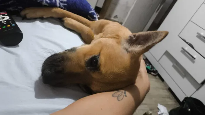 Cachorro raça SRD-ViraLata idade 2 anos nome Alice 