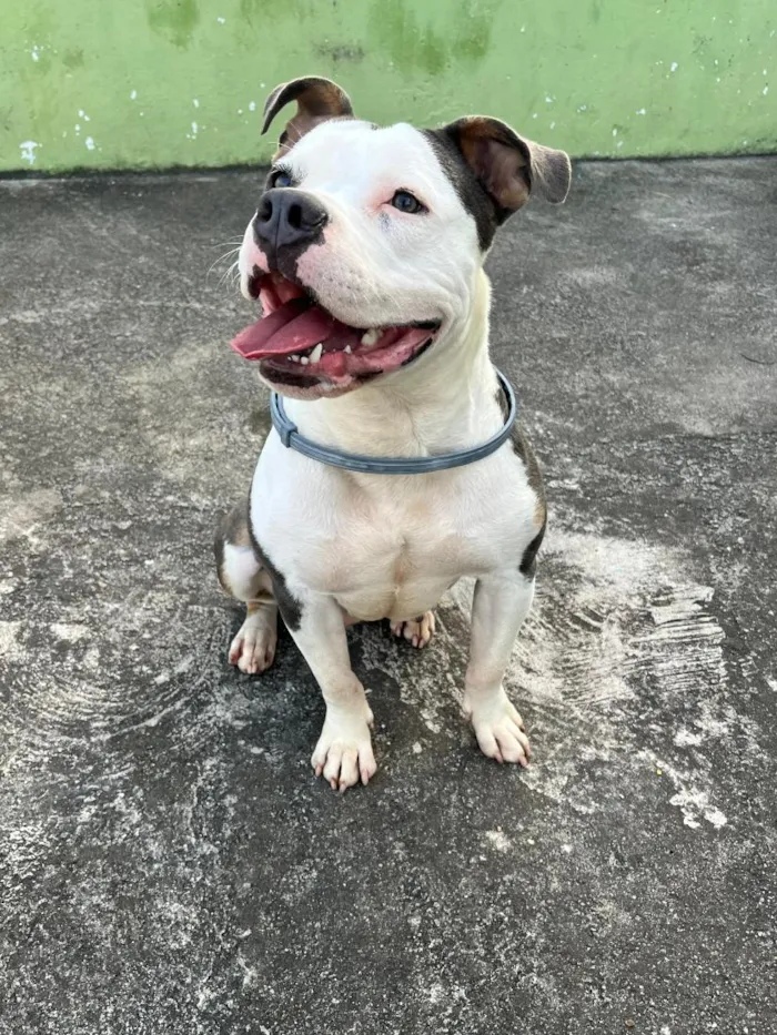 Cachorro raça SRD-ViraLata idade 1 ano nome Jade
