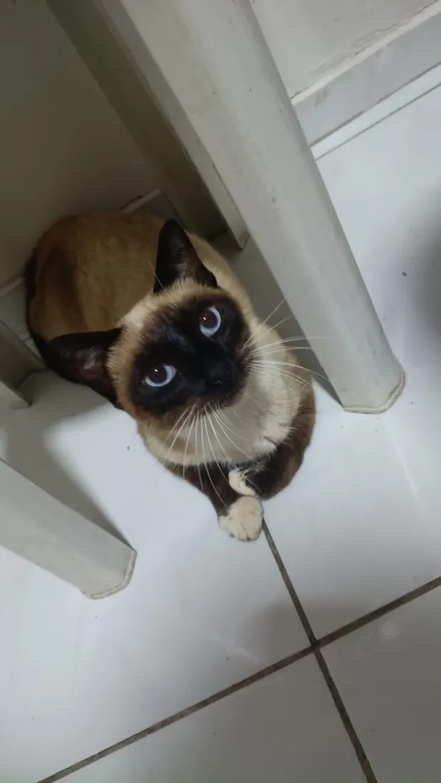 Gato raça Siamês idade 2 anos nome Morena