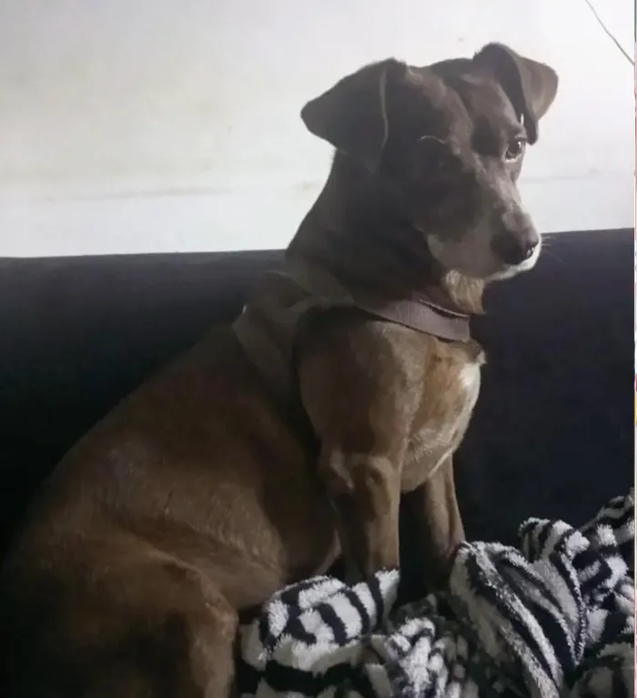 Cachorro raça SRD-ViraLata idade 6 ou mais anos nome Becksson