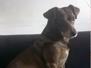 Cachorro raça SRD-ViraLata idade 6 ou mais anos nome Becksson