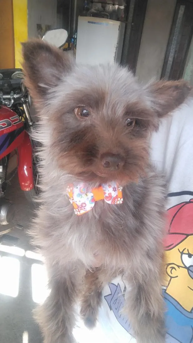 Cachorro raça SRD-ViraLata idade 4 anos nome Hércules 