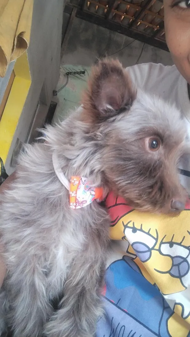 Cachorro raça SRD-ViraLata idade 4 anos nome Hércules 