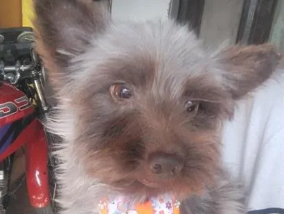 Cachorro raça SRD-ViraLata idade 4 anos nome Hércules 