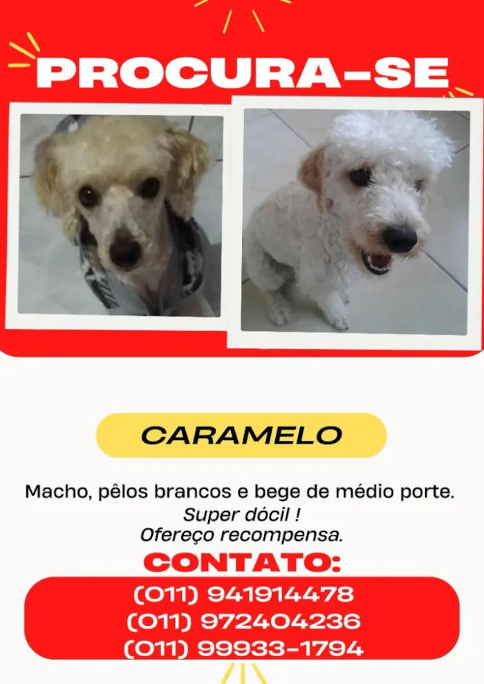 Cachorro raça Poodle idade 6 ou mais anos nome CARAMELO