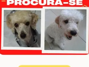 Cachorro raça Poodle idade 6 ou mais anos nome CARAMELO