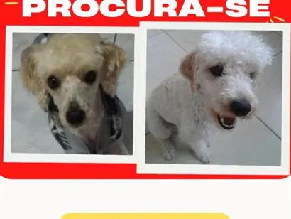 Cachorro raça Poodle idade 6 ou mais anos nome CARAMELO